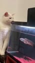 1755438787884.webm