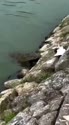 1755439487779.webm