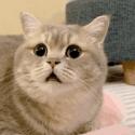 1755446107898.gif