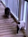 1755447977906.webm
