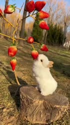 1755475455041.webm