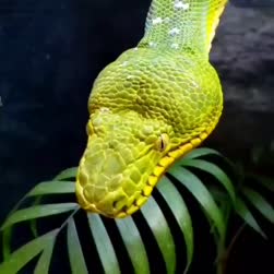 1755510377723.webm