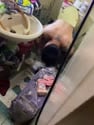 1755522615827.webm