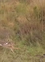 1755524285875.webm