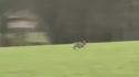 1755524890087.webm