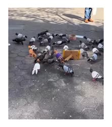 1755541267490.webm