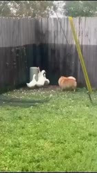 1755697533288.webm