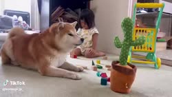 1755698075825.webm
