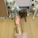 1755794400868.webm