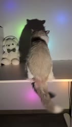 1755870825705.webm