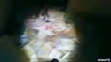 1755962854197.webm