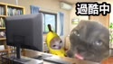1758383842842.webm