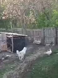 1758890861149.webm