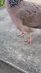 1759028449251.webm