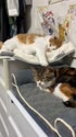 1759087943396.webm