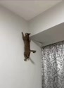 1759283387497.webm