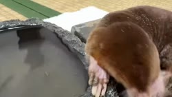 1759286852100.webm