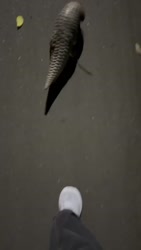 1759337060424.webm