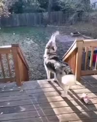 1759402558689.webm