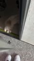 1759416808800.webm