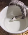 1782199584943.webm