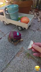 1782292993402.webm
