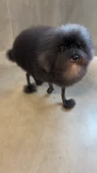 1782316268164.webm