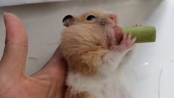 1782320097557.webm