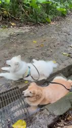 1782329011928.webm