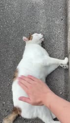 1782501914971.webm