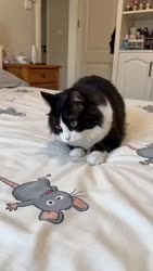1782523443277.webm