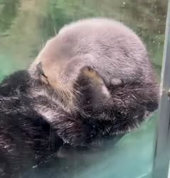 1782532408284.webm