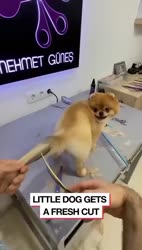 1782571888700.webm