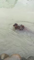1782578536549.webm