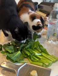 1782610808362.webm
