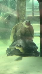 1782610881915.webm