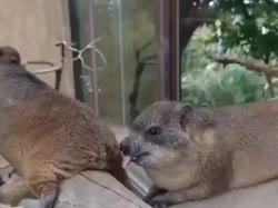 1782612873660.webm