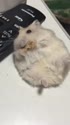 1782636940100.webm