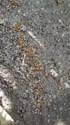 1782645513990.webm