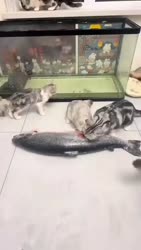 1782660325113.webm