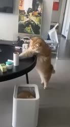 1782694062713.webm