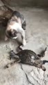 1782741849268.webm
