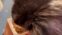1782841151451.webm
