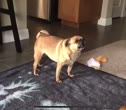 1782878663256.webm