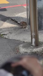 1782949640122.webm