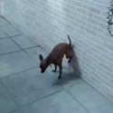 1782963548255.webm