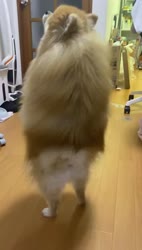 1783011798978.webm