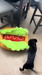 1783086267503.webm