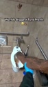1783088443660.webm