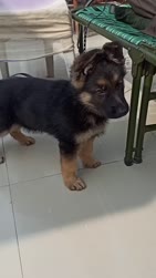 1783144278001.webm